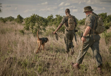 anti-poaching-dog-kruger
